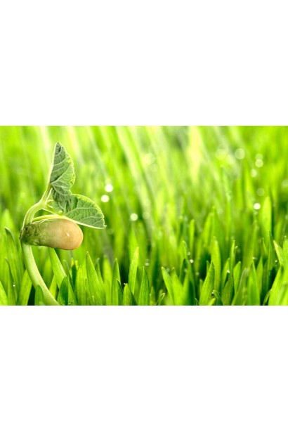 Підвищує стійкість рослин до коливань температури;